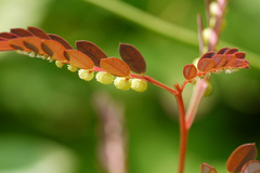 Phyllanthus urinaria